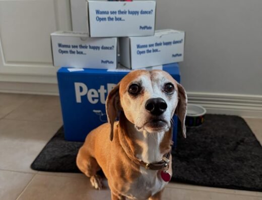 PetPlate C Black Owned Elite Directory